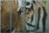 Re: Siberian Tiger