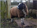 Re: Request:::::::: Turkeys and sheep