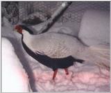 Silver Pheasant - Lophura nycthemera