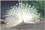 White Peacock - Indian peafowl (Pavo cristatus)