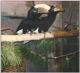 Silvery-cheeked Hornbill