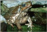 Sinaloan Toad
