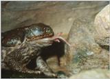 Toad Eating Mouse