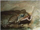 Toad Eating Mouse