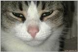 Sinbad (cat)