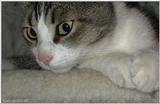 Sinbad2 (cat)