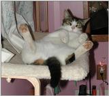 Sinbad3 (cat)