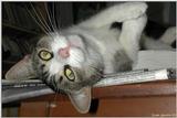 Sinbad 61(cat)
