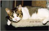 Sinbad! (cat)