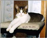 Sinbad 2! (cat)