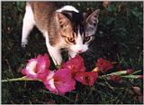 Kitten with flowers