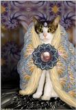 Sinbad (cat) with fractals