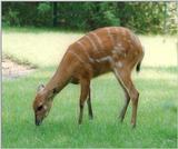 Another beauty in the twilight - Sitatunga Antelope in Hannover Zoo