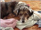 Siva's Laundry-day throne (dog) - siva011.jpg (0/1)