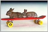 Funny Bunny 4