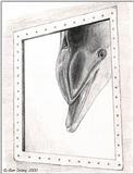Dolphin Sketch