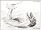 Dolphin Sketch