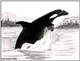 Orca Sketch (RIP Pencil)