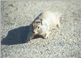 California Ground Squirrel skwerl0.jpg