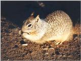Calif. Ground Squirrel skwerl1.jpg
