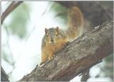 Fox squirrel fox skwerl2.jpg