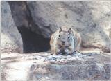 Calif. Ground Squirrel skwerl5.jpg