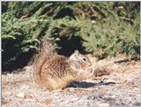 Calif. Ground Squirrel skwerl6.jpg