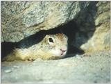 Calif. Ground Squirrel skwerl9.jpg