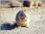 Calif. Ground Squirrel skwerl10.jpg