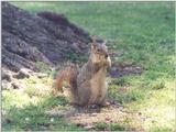 Fox Squirrel skwerl12.jpg