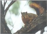 fox squirrel skwerl14.jpg