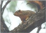 Fox squirrel skwerl15.jpg