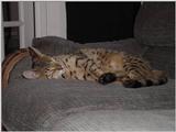 My Bengal Cat