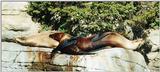 sleepin seals