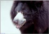 Sloth bear (Melursus ursinus)2