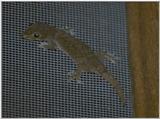 Re: Any lizardy things - small gecko.jpg