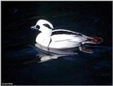 Smew (Mergellus albellus)  [1/3] - Smew (Mergellus albellus)001.jpg (1/1)