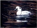 Smew (Mergellus albellus)  [2/3] - Smew (Mergellus albellus)002.jpg (1/1)