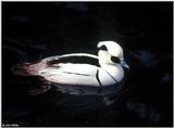 Smew (Mergellus albellus)  [3/3] - Smew (Mergellus albellus)003.jpg (1/1)