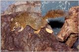 Smith's Bush Squirrel (Paraxerus cepapi)