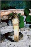 Snake4 - Indian Cobra (Naja naja)