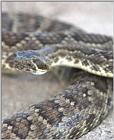 Re: Another Rattler (black in color)