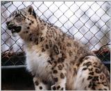 snow leopard 2