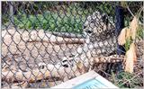 snow leopard