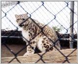 snow leopard again