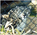 Snow Leopard