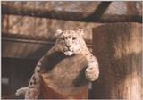 leopard