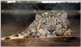snow leopard
