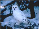 snow owl