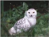 snow owl